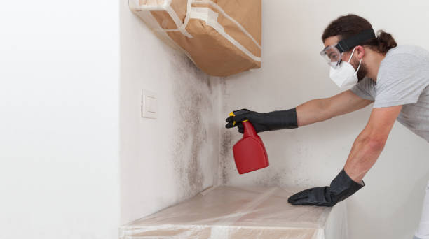 Professional Basement Mold Remediation technician working in Rockton, IL