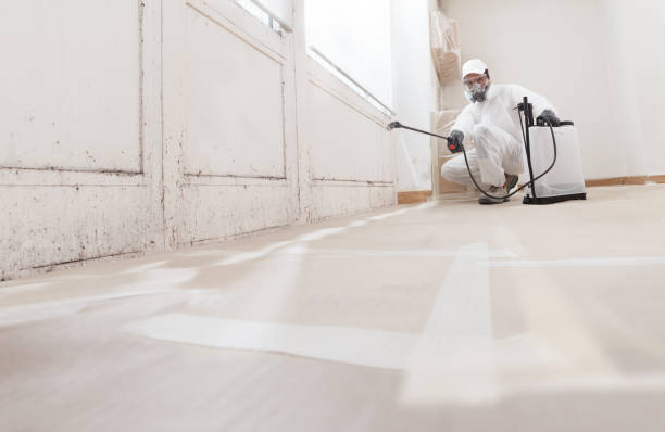 24/7 Emergency Basement Mold Remediation experts in Rockton, IL