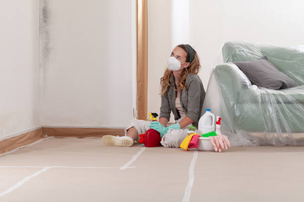 Reliable Basement Mold Remediation contractor in Rockton, IL by 24 Hour Mold Removal