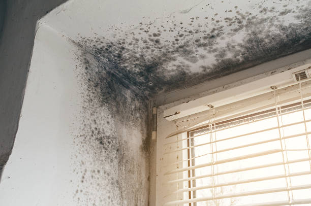 Affordable Basement Mold Remediation solutions in Rockton, IL