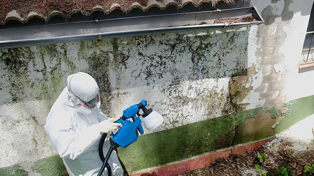 Top rated local Basement Mold Remediation specialists in Rockton, IL